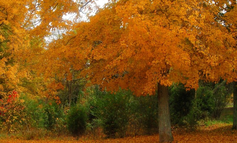 Tree with Orange Leaves — Serene, Autumn, Photograph