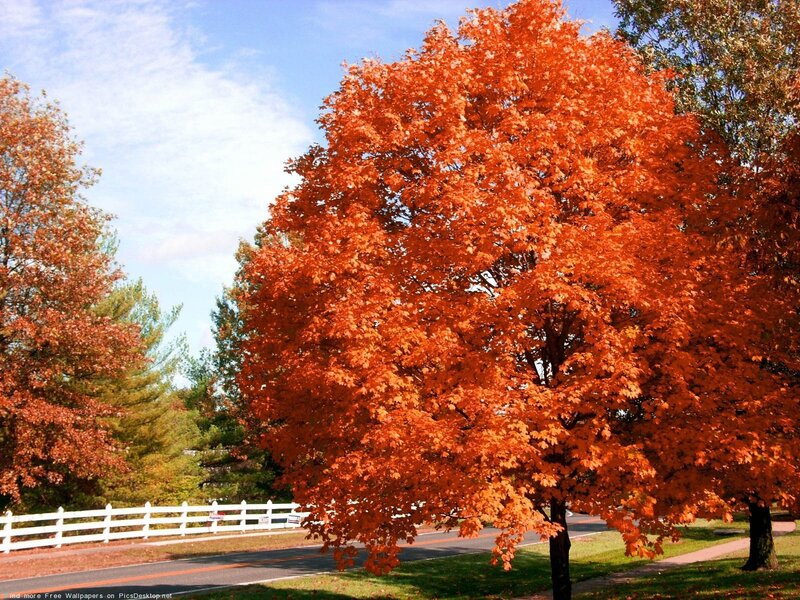 Tree with Orange Leaves — Serene, Autumn