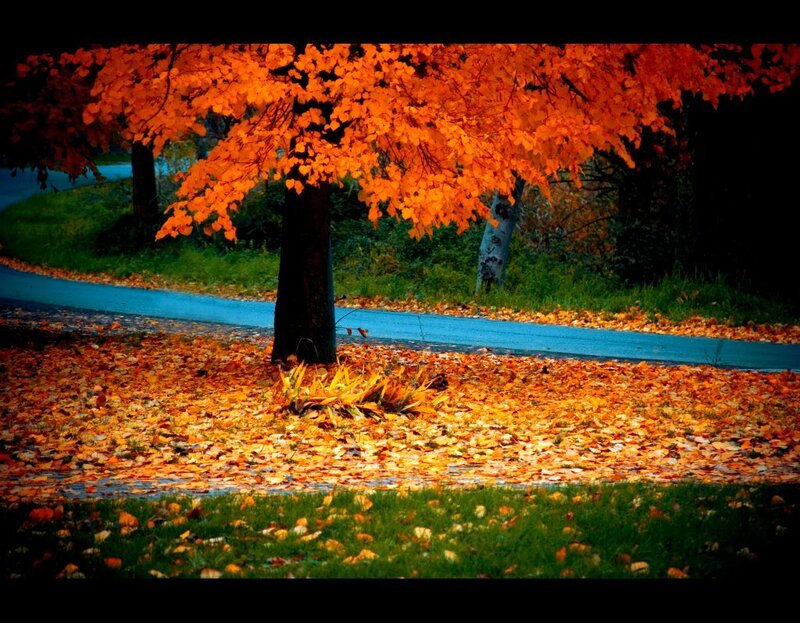 Tree with Orange Leaves — Serene
