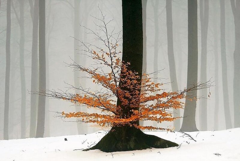 Tree with Orange Leaves