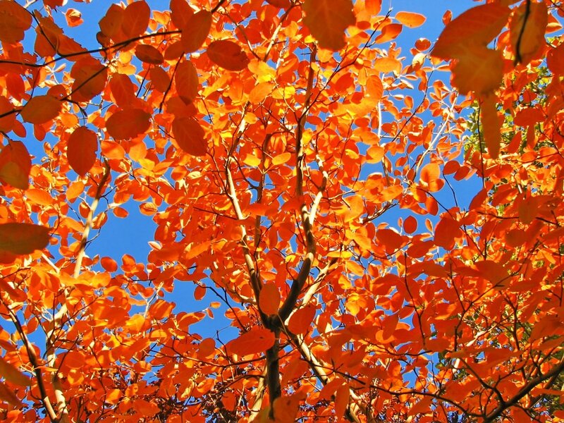 Tree with Orange Leaves — Vibrant, Autumn