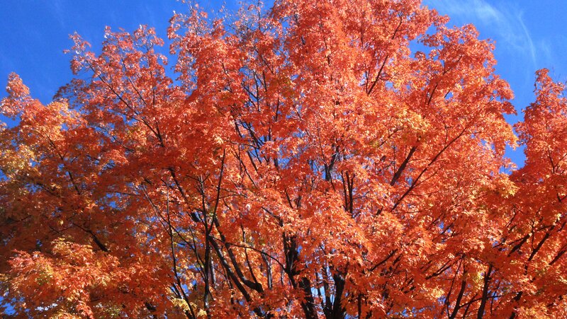 Tree with Orange Leaves — Vibrant