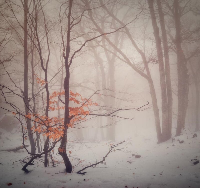 Tree with Orange Leaves — White