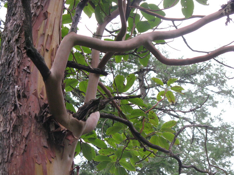 tree with peeling bark