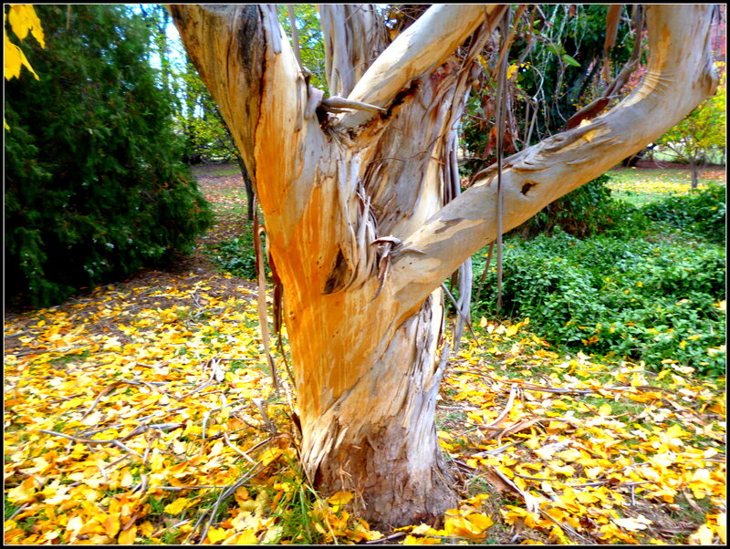 Tree with Peeling Bark — Yellow