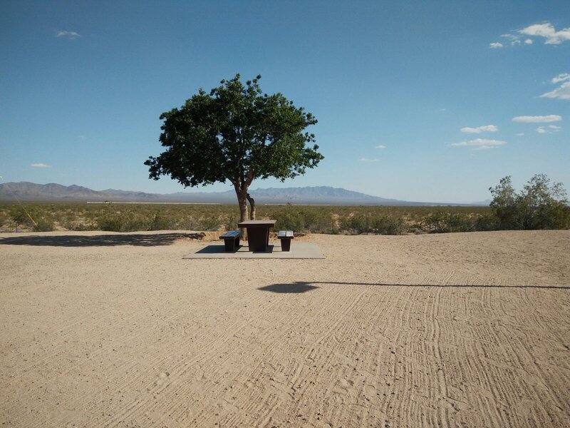Tree with Picnic Table