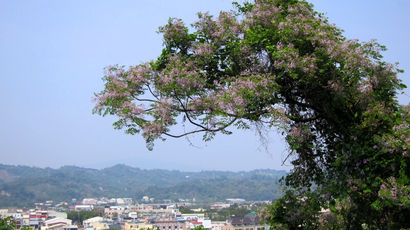 Tree with Pink Blossoms — Green