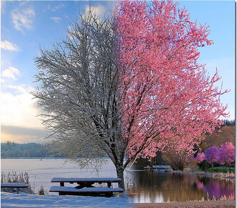 Tree with Pink Blossoms — Serene