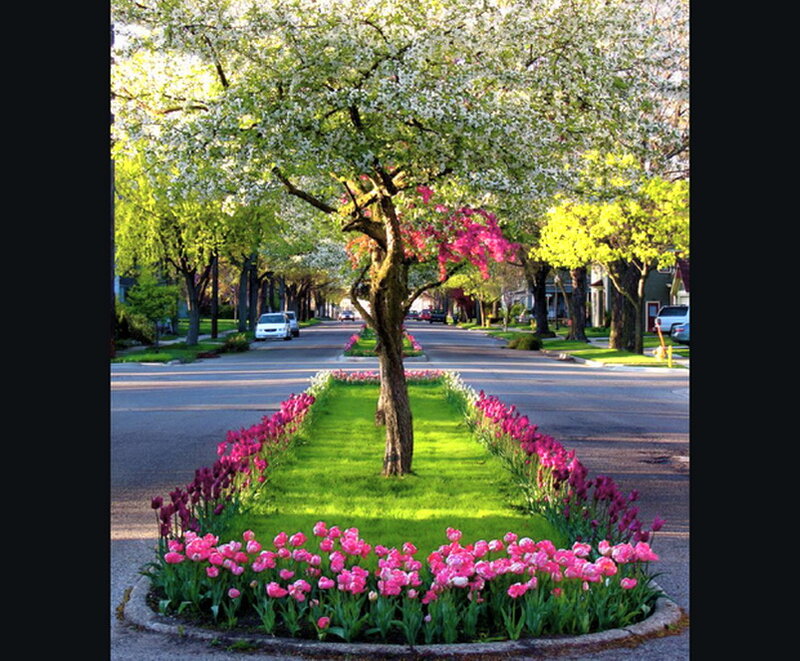 Tree with Pink Flowers — Green