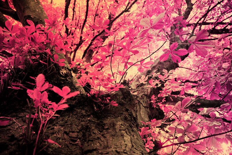 Tree with Pink Leaves — Dreamy, Autumn
