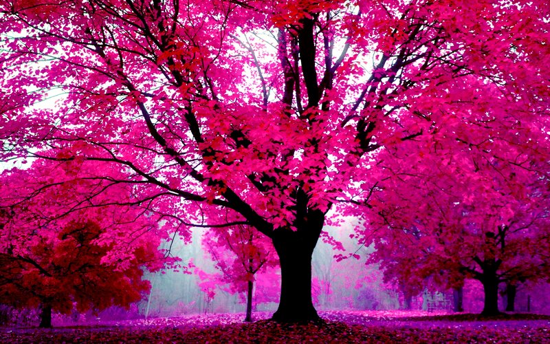 Tree with Pink Leaves — Dreamy