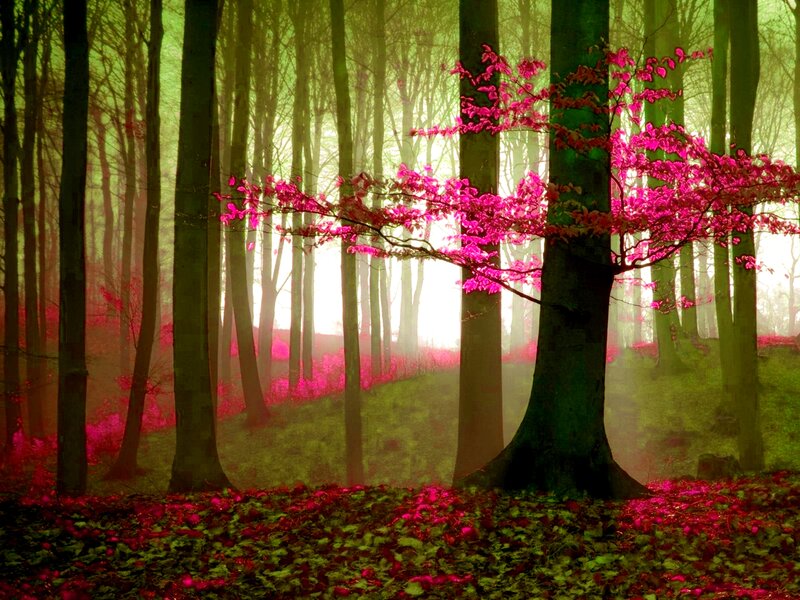 Tree with Pink Leaves
