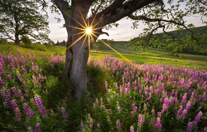 Tree with Purple Flowers — Serene