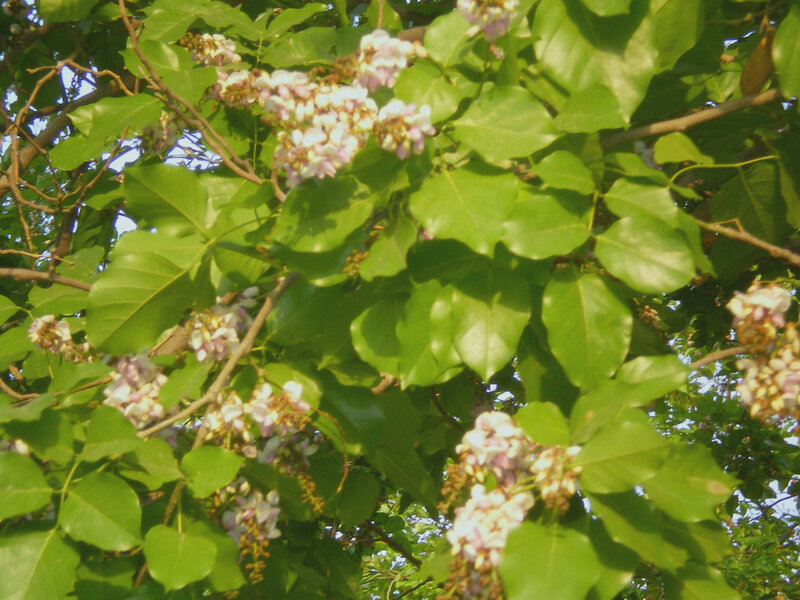 tree with purple flowers