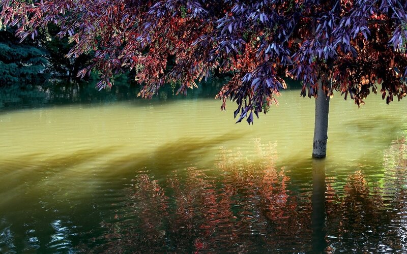 Tree with purple leaves in water