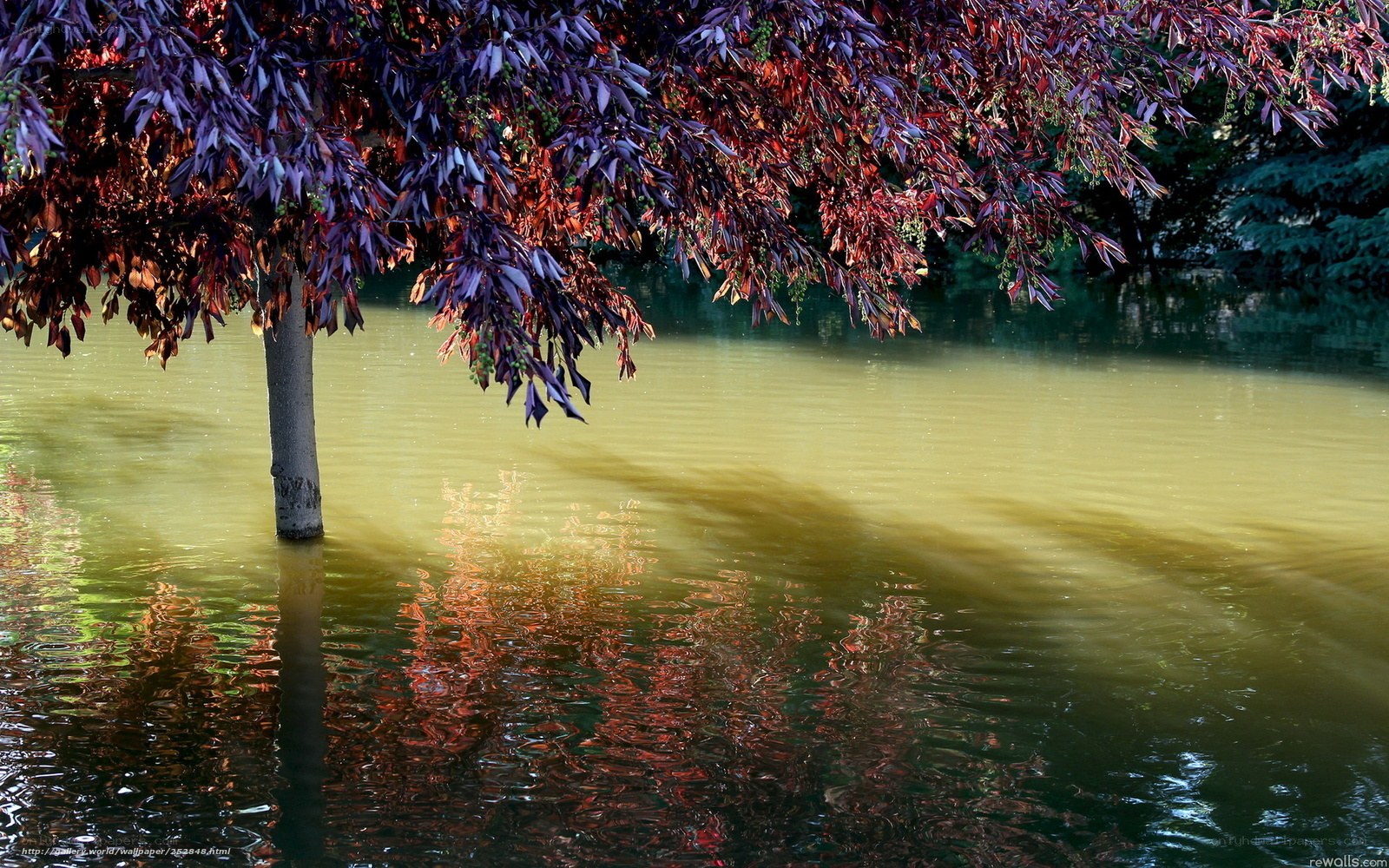 Tree with purple leaves in water