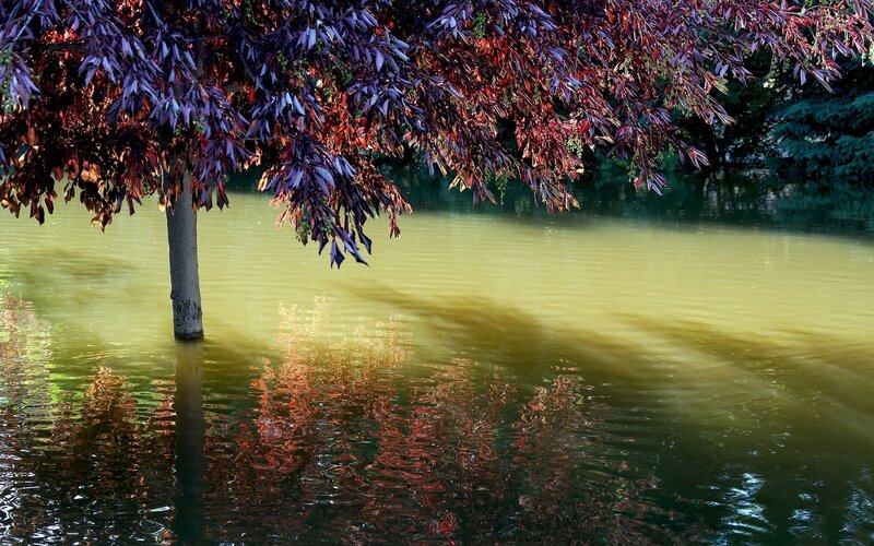 Tree with Purple Leaves — Serene