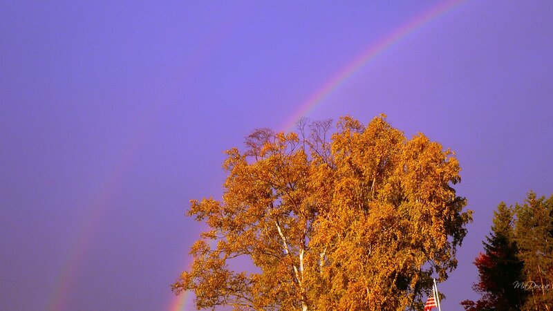 Tree with Rainbow