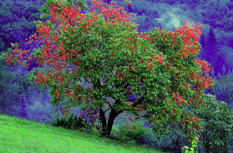 Tree with Red and Green Leaves — Serene