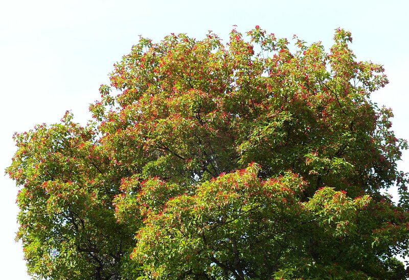 Tree with Red and Green Leaves