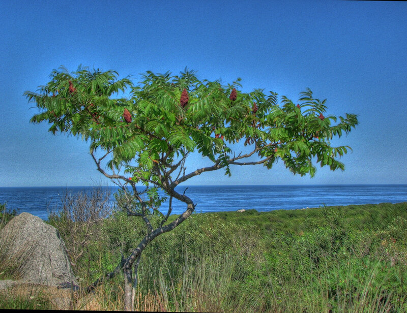 Tree with Red Berries — Blue