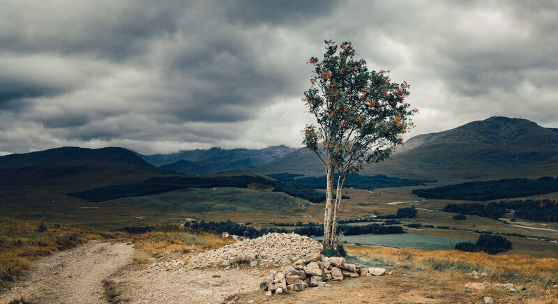 Tree with Red Berries — Gray