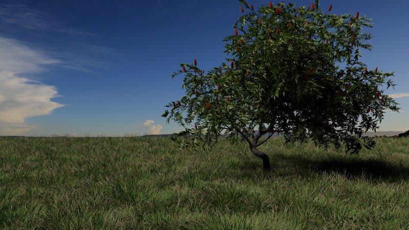 Tree with Red Berries — Green