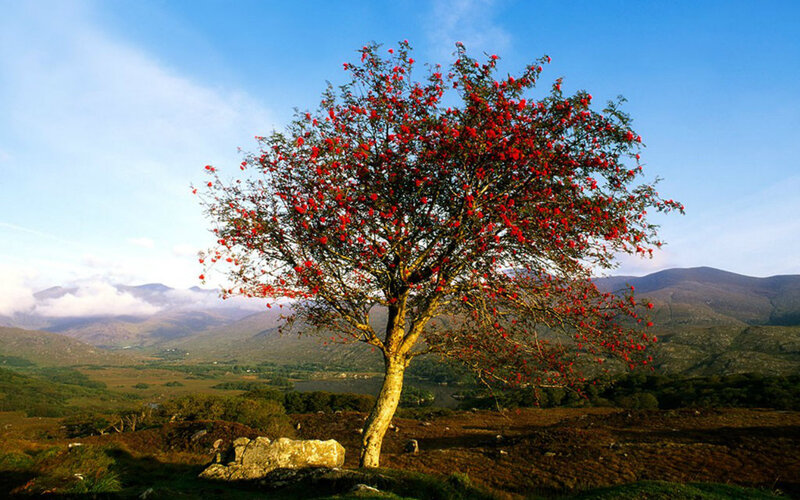Tree with Red Berries — Serene, Afternoon