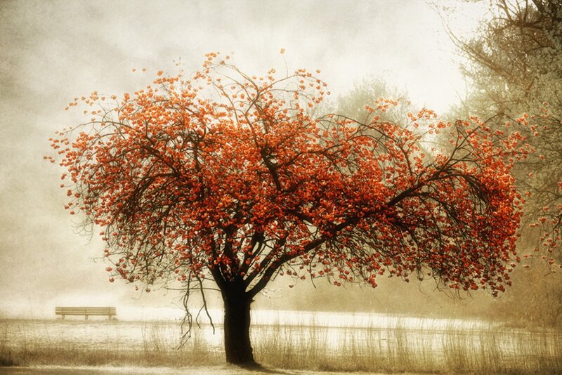 Tree with Red Berries — Serene, Autumn