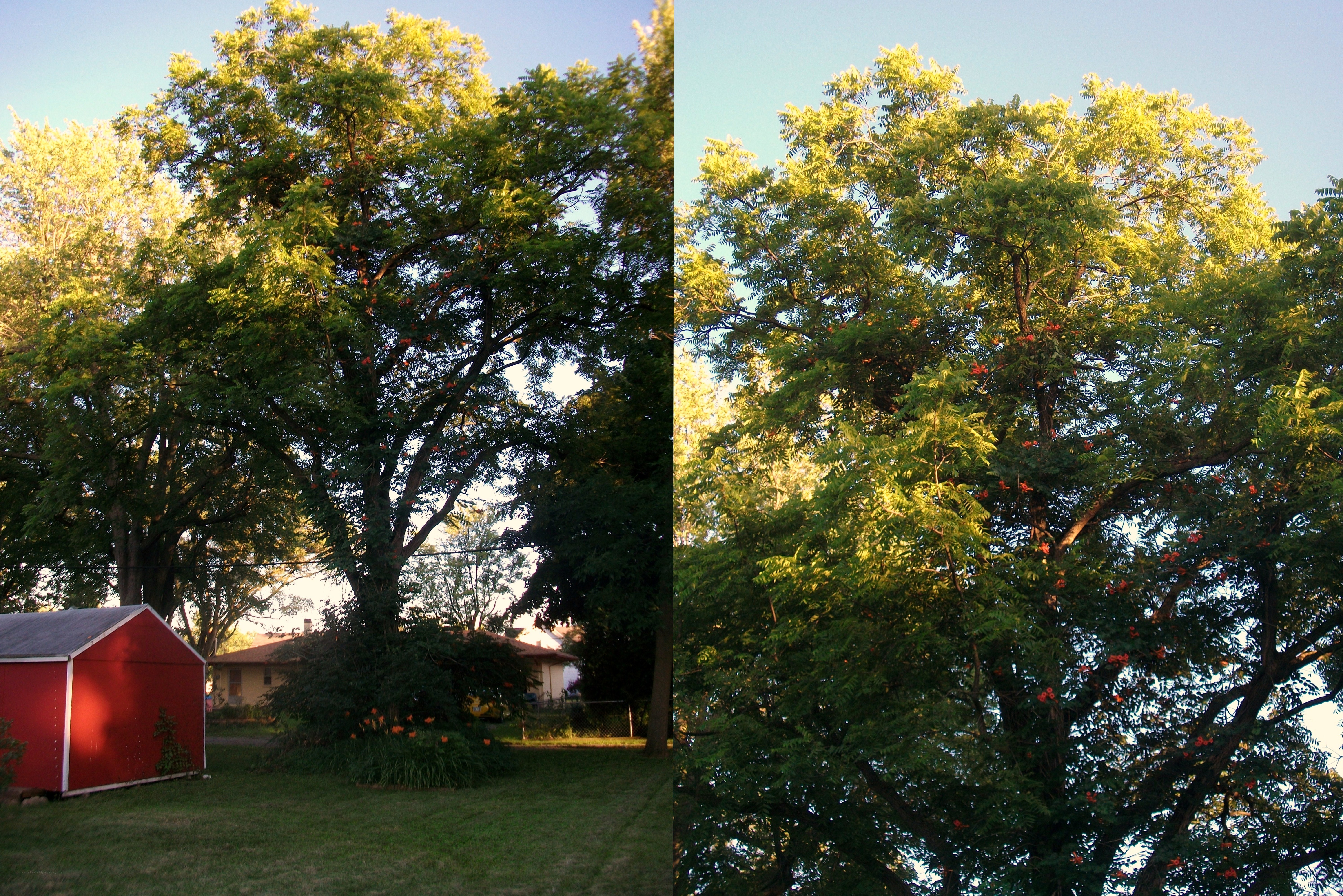 Tree with red berries