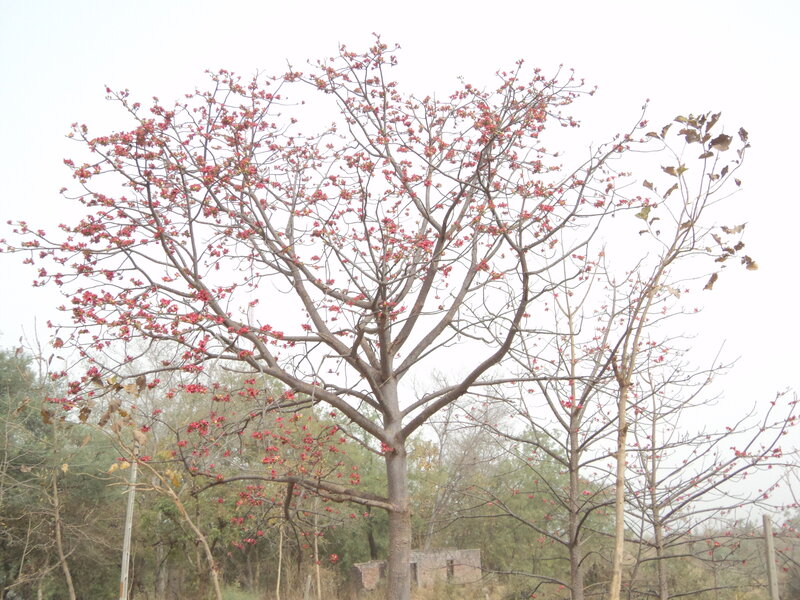 Tree with Red Blossoms