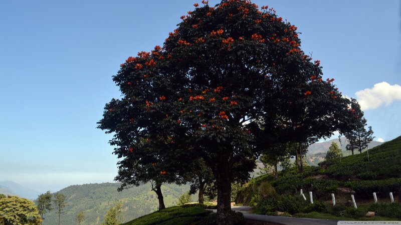 Tree with Red Flowers — Green