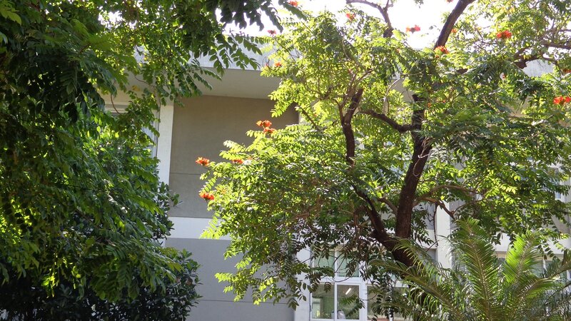 tree with red flowers in front of building