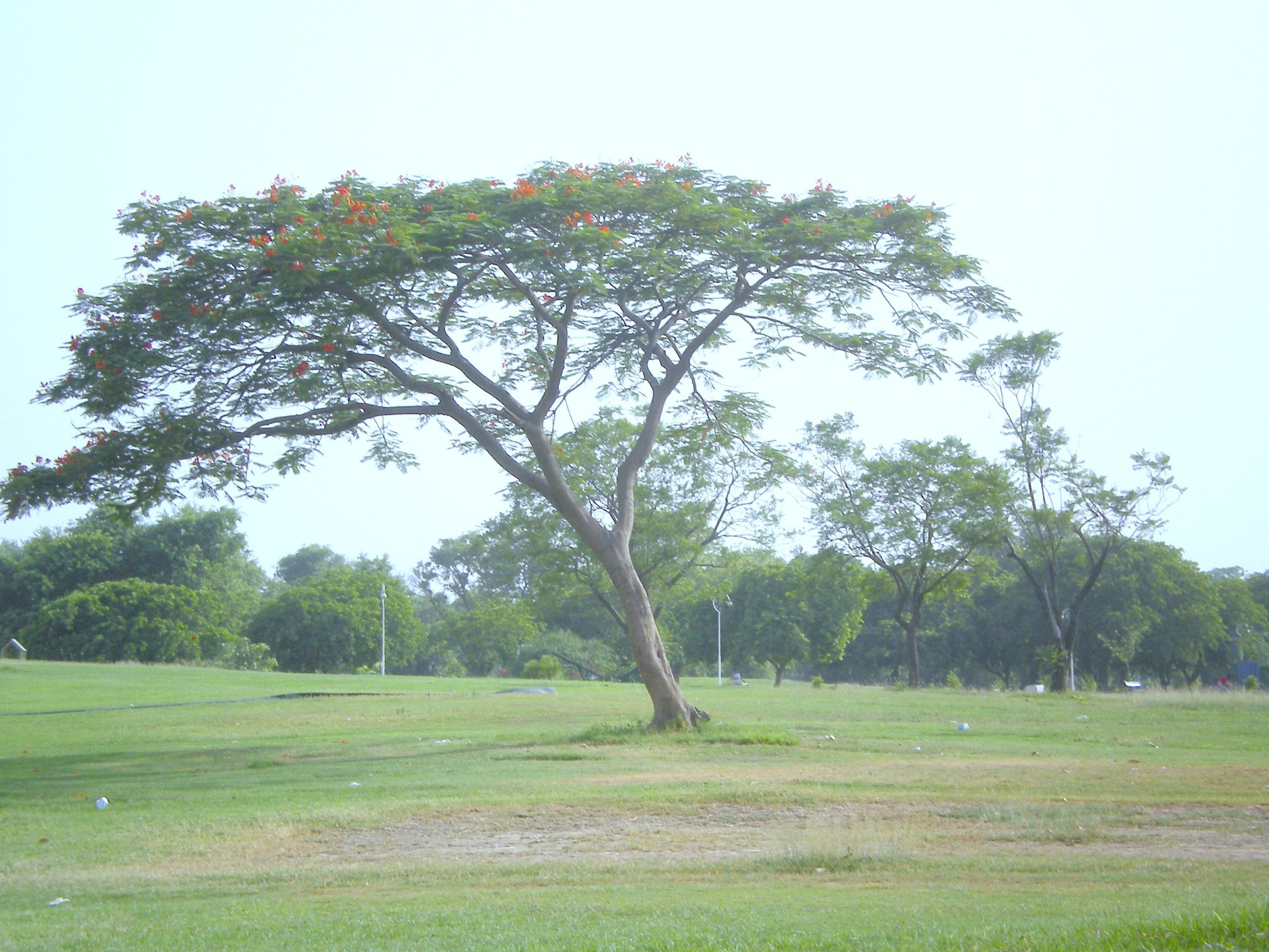 tree with red flowers in park
