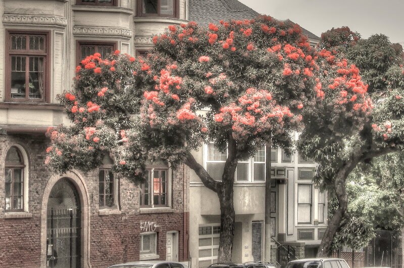 Tree with Red Flowers — Serene, Spring