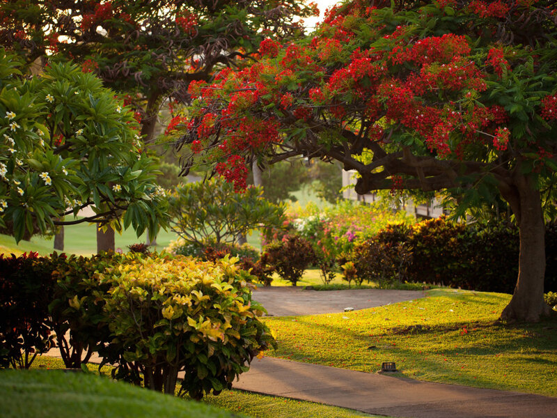 Tree with Red Flowers — Serene, Sunset