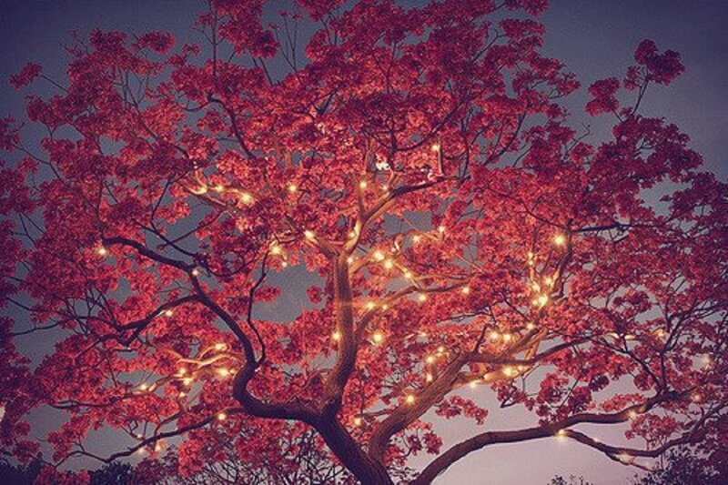 Tree with Red Flowers — Serene