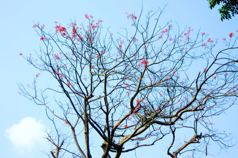 Tree with Red Flowers