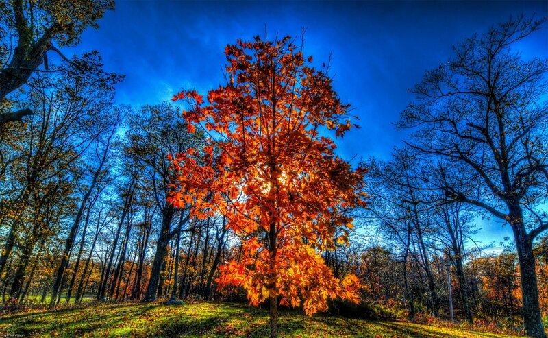 Tree with Red Leaves — Blue, Dramatic