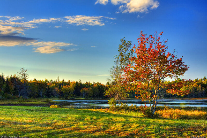 Tree with Red Leaves — Blue, Serene