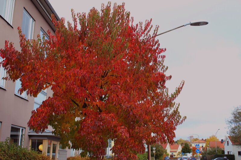Tree with Red Leaves — Calm, Autumn, Photograph, Building