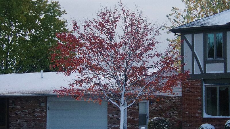 Tree with Red Leaves — Calm, Autumn, Photograph, House, Snow