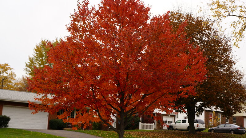 Tree with Red Leaves — Calm, Autumn, Photograph, House
