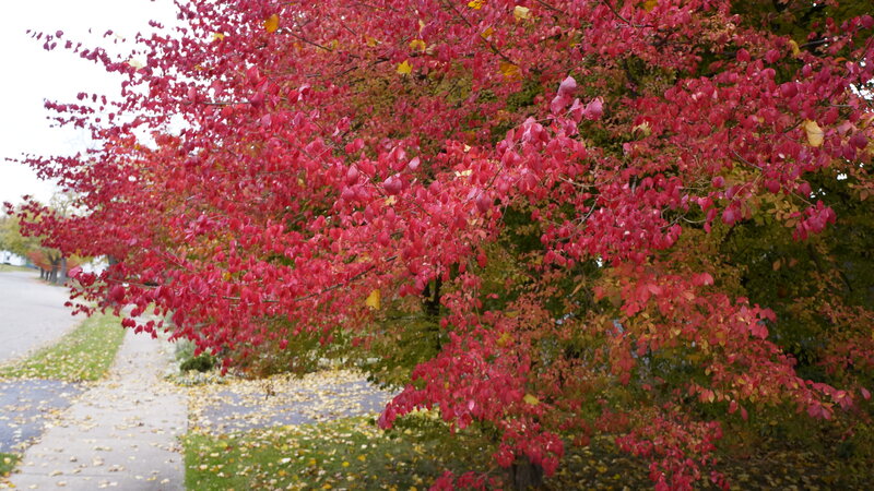 Tree with Red Leaves — Calm, Autumn, Photograph, Sidewalk