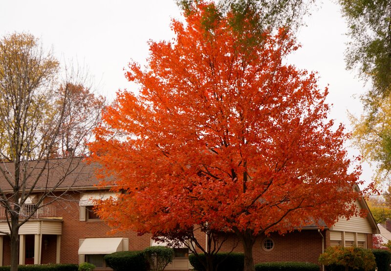 Tree with Red Leaves — Calm, Autumn, Photograph
