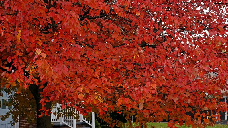 Tree with Red Leaves — Calm, Autumn