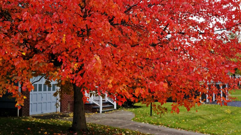 Tree with Red Leaves — Calm