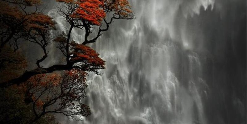 Tree with Red Leaves — Dramatic, Autumn, Photograph, Falling Water