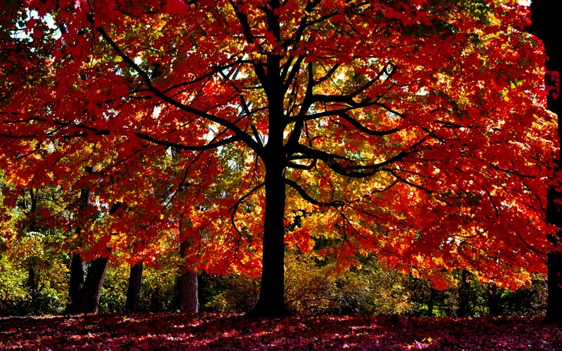 Tree with Red Leaves — Dramatic, Autumn, Photograph, Forest