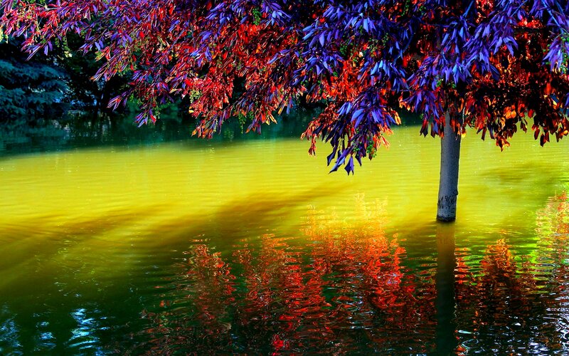 Tree with Red Leaves — Dramatic, Autumn, Photograph
